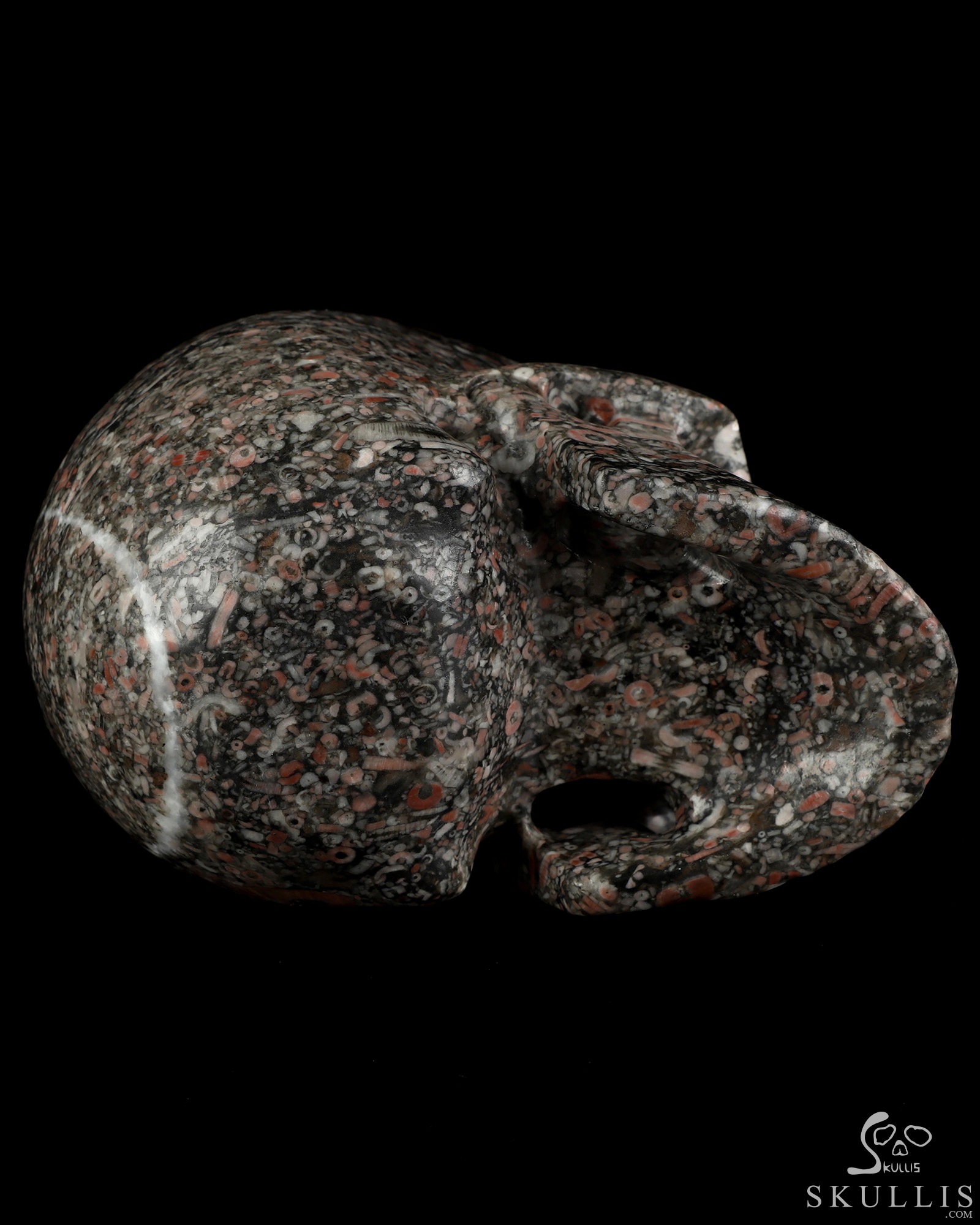 5.0" Crinoid Fossil Hand Carved Crystal Skull, Realistic, Crystal Healing 5.0" Crinoid Fossil Hand Carved Crystal Skull, Realistic, Crystal Healing