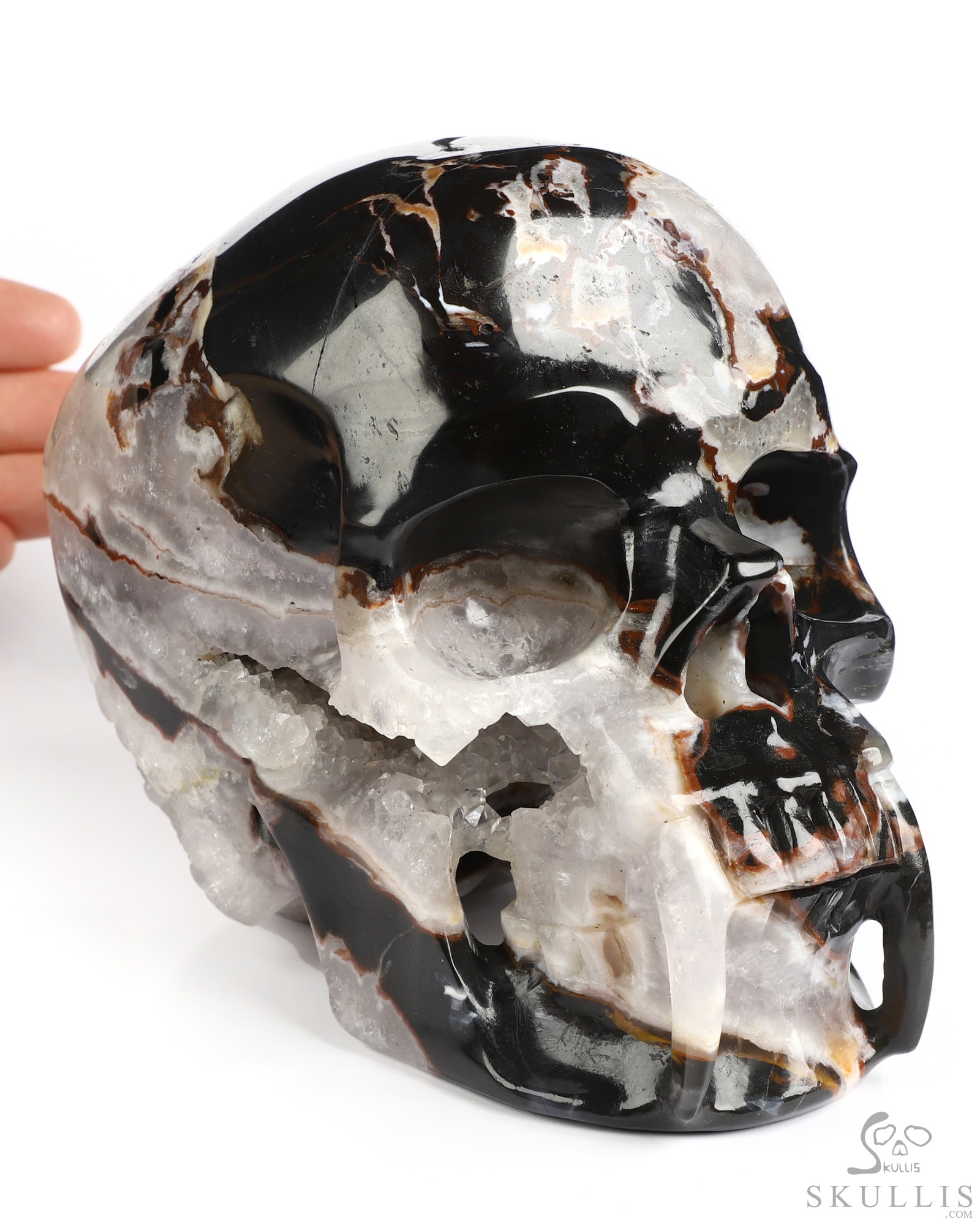 6.0" Black Zebra Agate Hand Carved Vampire Crystal Skull Fine Art Sculpture, Crystal Healing 6.0" Black Zebra Agate Hand Carved Vampire Crystal Skull Fine Art Sculpture, Crystal Healing