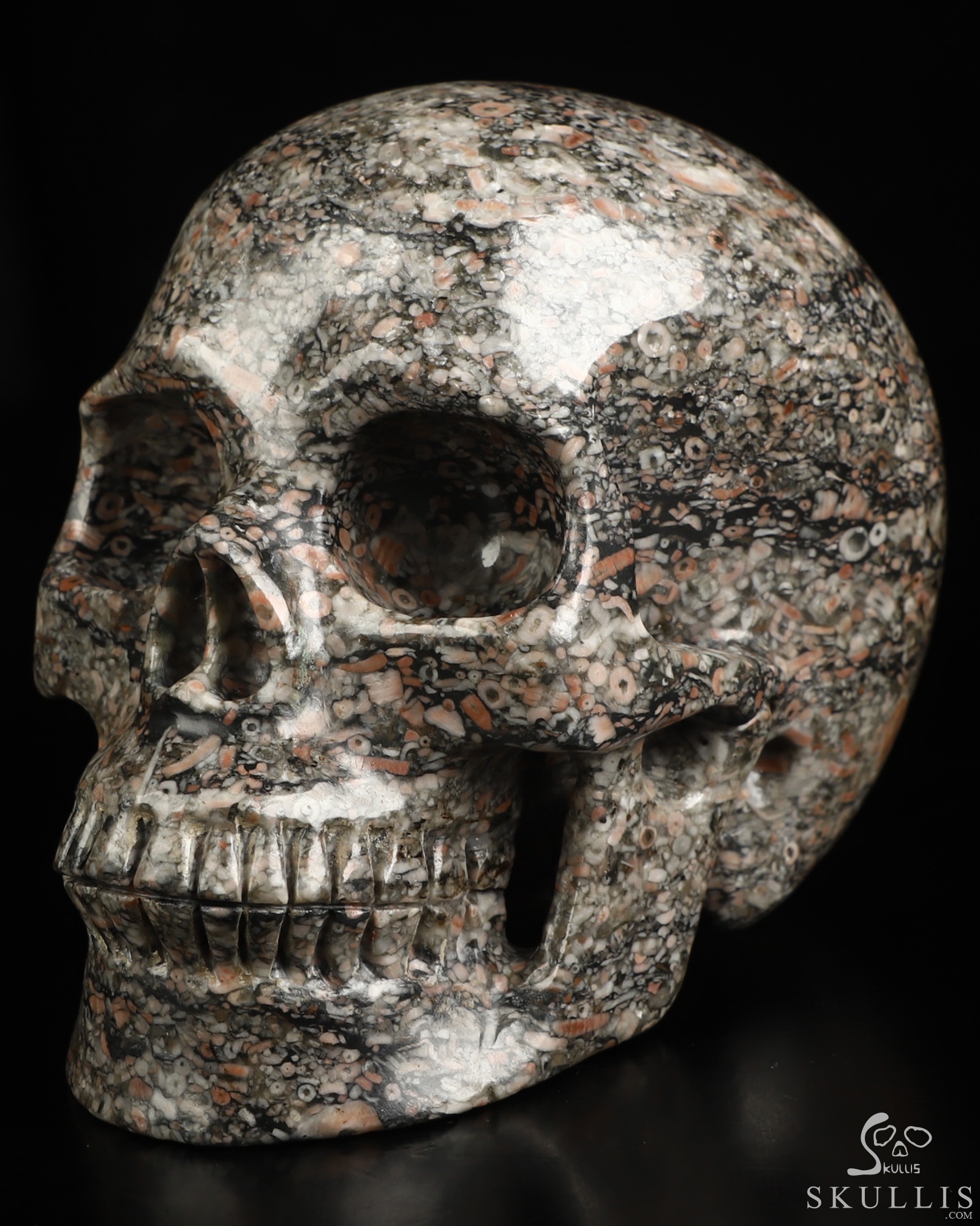 4.9" Crinoid Fossil Hand Carved Crystal Skull, Realistic, Crystal Healing 4.9" Crinoid Fossil Hand Carved Crystal Skull, Realistic, Crystal Healing