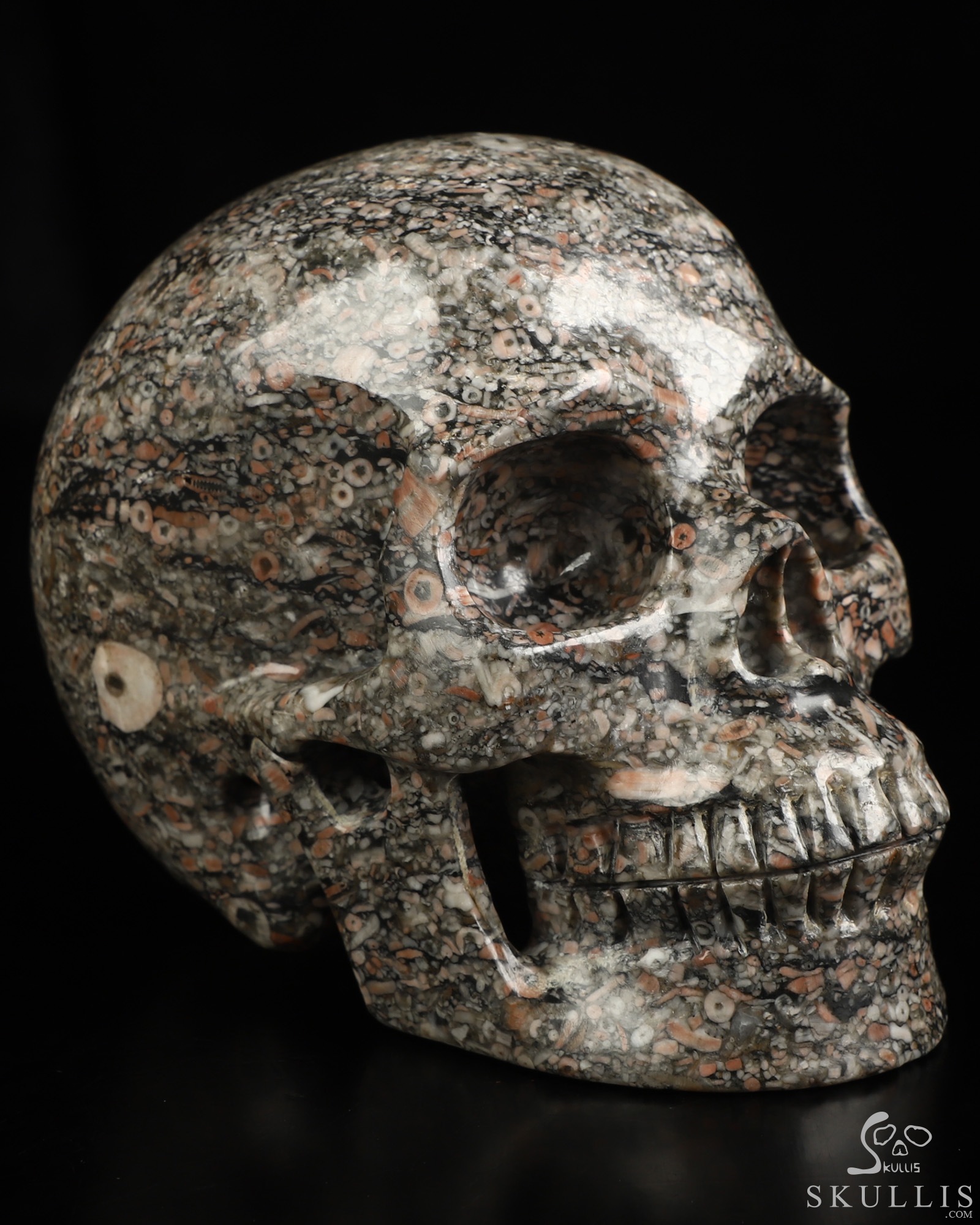 4.9" Crinoid Fossil Hand Carved Crystal Skull, Realistic, Crystal Healing 4.9" Crinoid Fossil Hand Carved Crystal Skull, Realistic, Crystal Healing