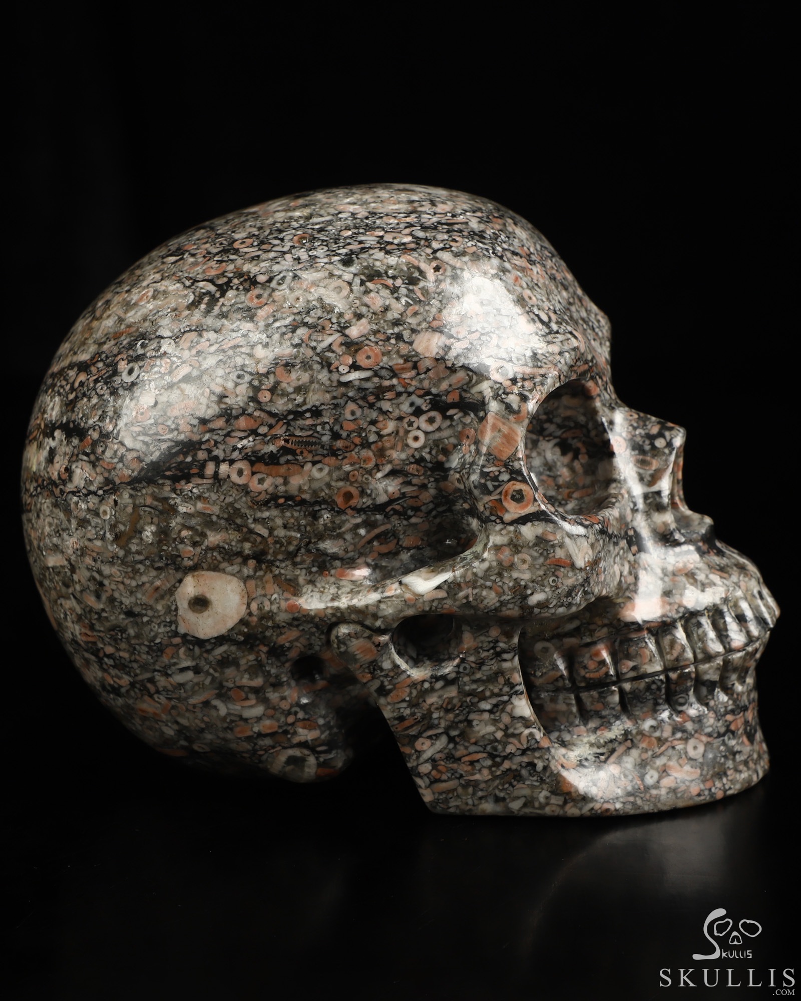 4.9" Crinoid Fossil Hand Carved Crystal Skull, Realistic, Crystal Healing 4.9" Crinoid Fossil Hand Carved Crystal Skull, Realistic, Crystal Healing