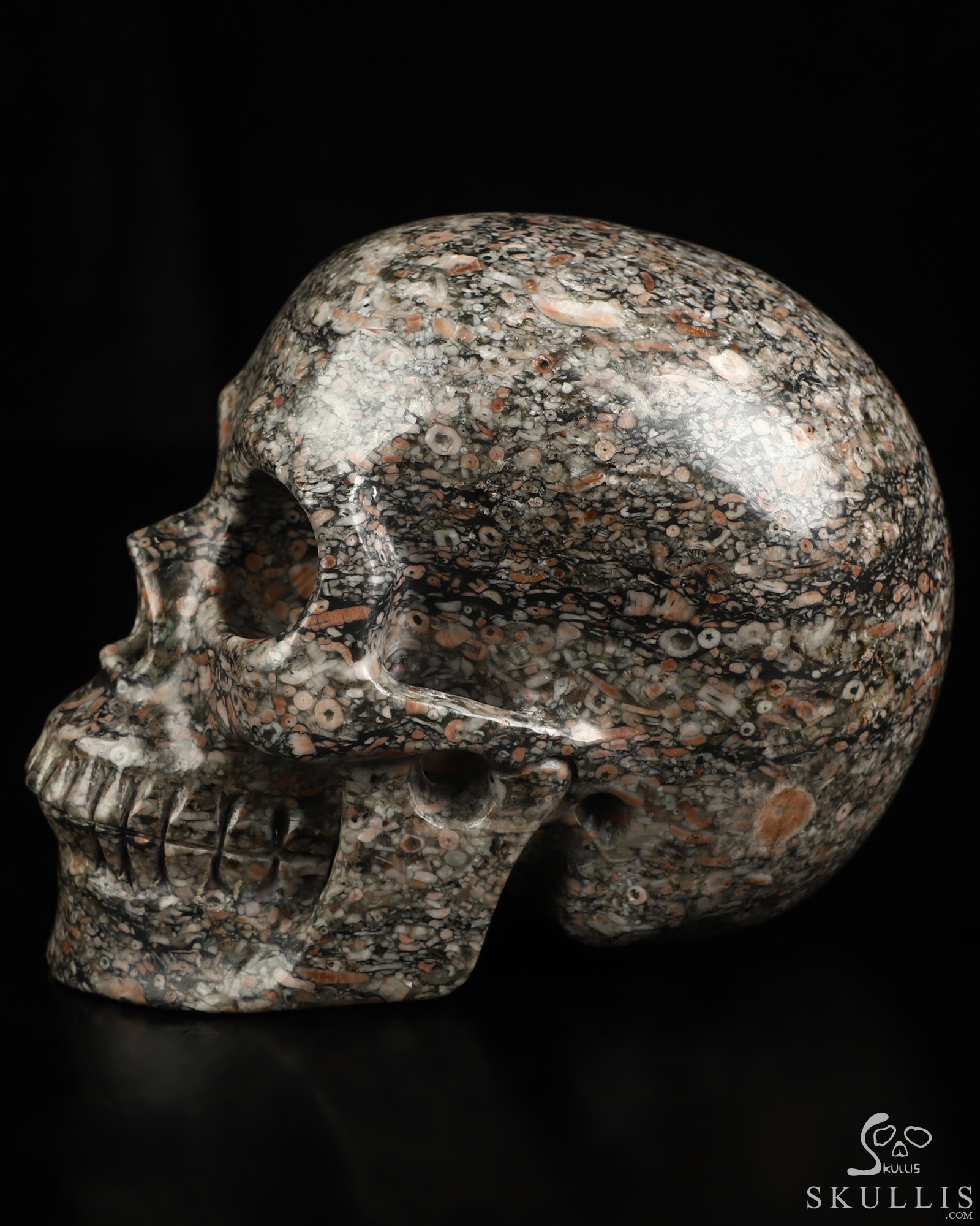 4.9" Crinoid Fossil Hand Carved Crystal Skull, Realistic, Crystal Healing 4.9" Crinoid Fossil Hand Carved Crystal Skull, Realistic, Crystal Healing