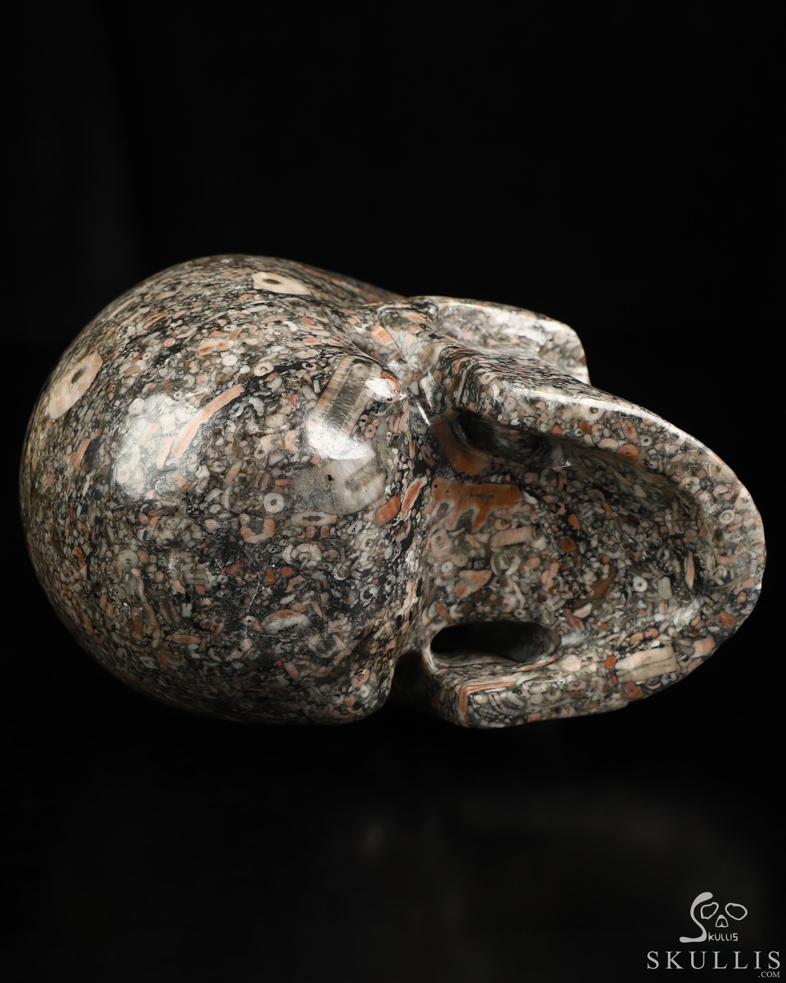 4.9" Crinoid Fossil Hand Carved Crystal Skull, Realistic, Crystal Healing 4.9" Crinoid Fossil Hand Carved Crystal Skull, Realistic, Crystal Healing