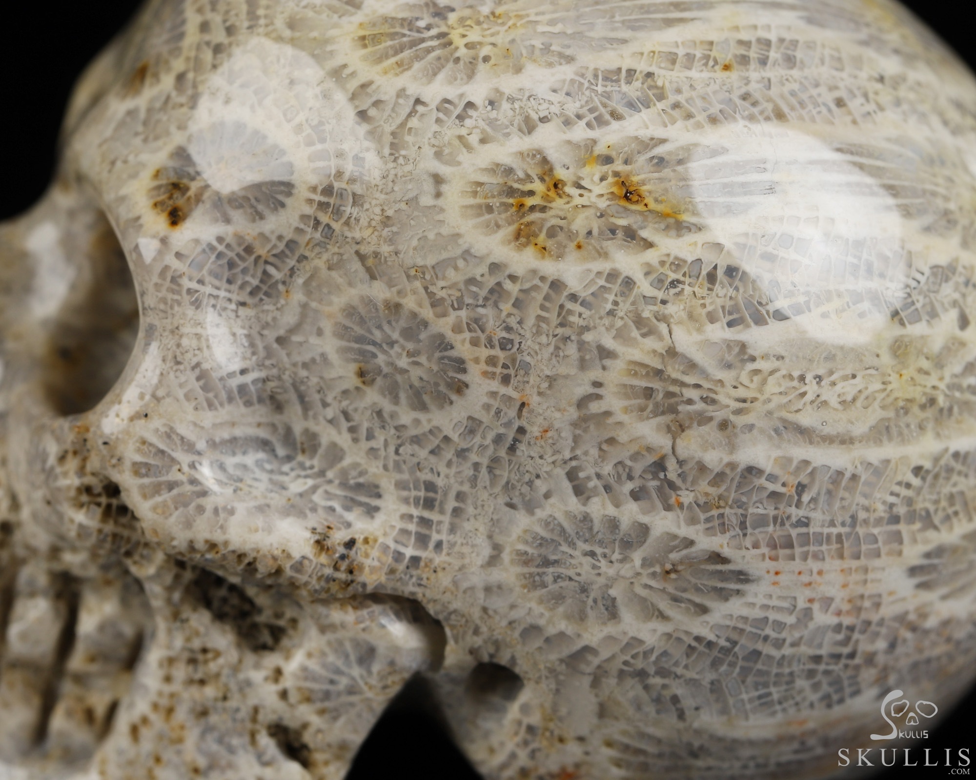 2.0" Coral Fossil Hand Carved Crystal Skull, Realistic, Crystal Healing 2.0" Coral Fossil Hand Carved Crystal Skull, Realistic, Crystal Healing