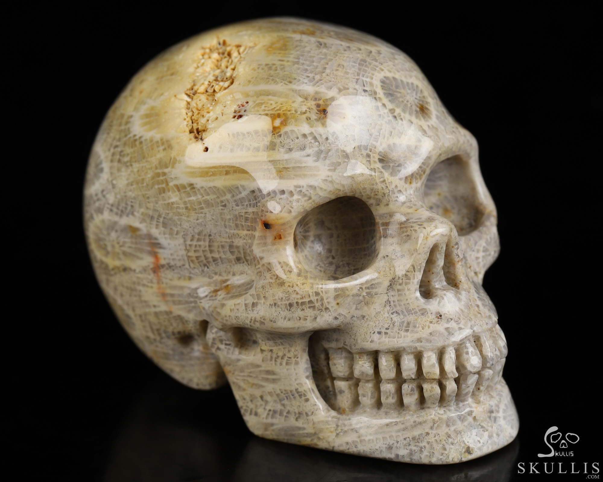 2.0" Coral Fossil Hand Carved Crystal Skull, Realistic, Crystal Healing 2.0" Coral Fossil Hand Carved Crystal Skull, Realistic, Crystal Healing