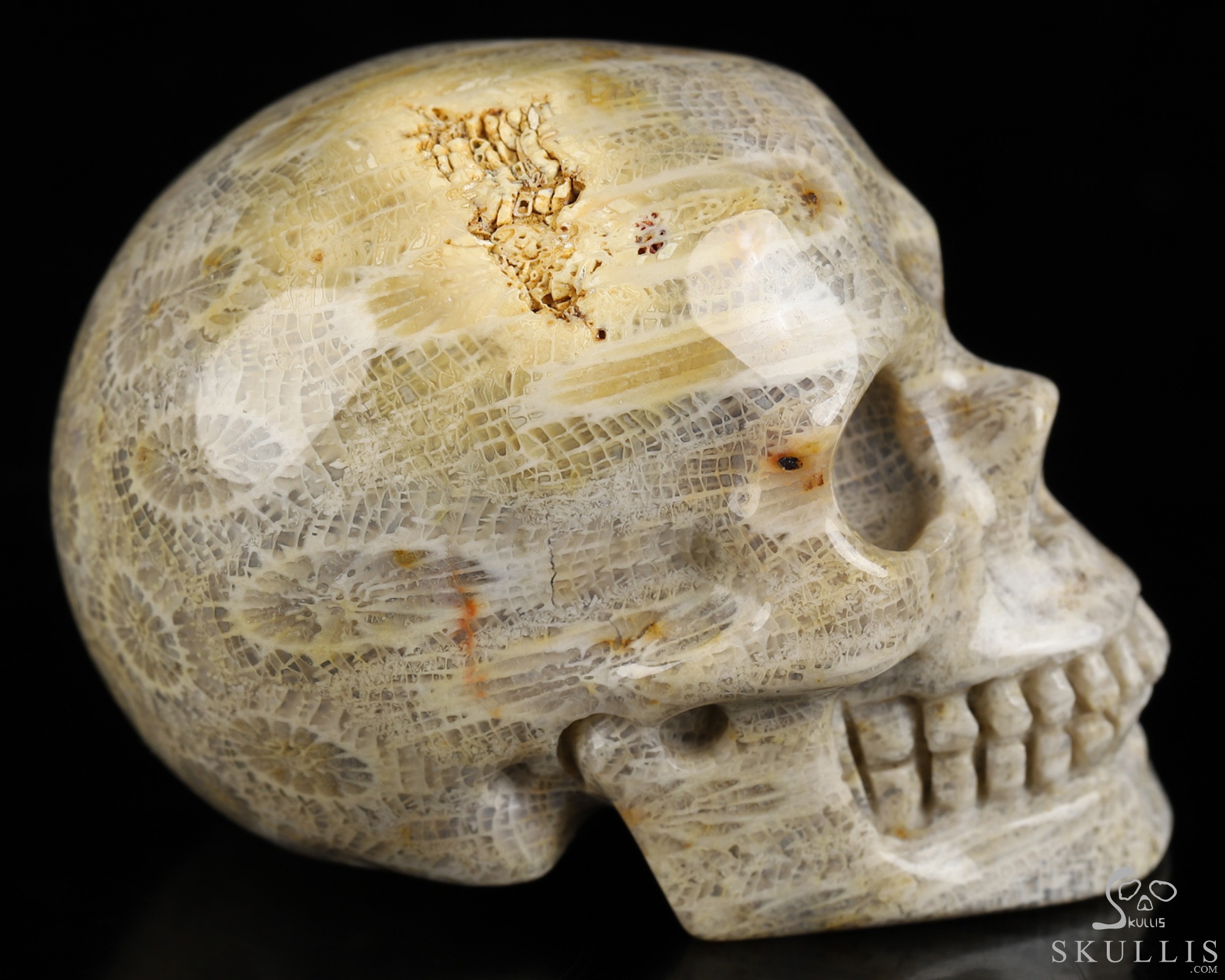 2.0" Coral Fossil Hand Carved Crystal Skull, Realistic, Crystal Healing 2.0" Coral Fossil Hand Carved Crystal Skull, Realistic, Crystal Healing