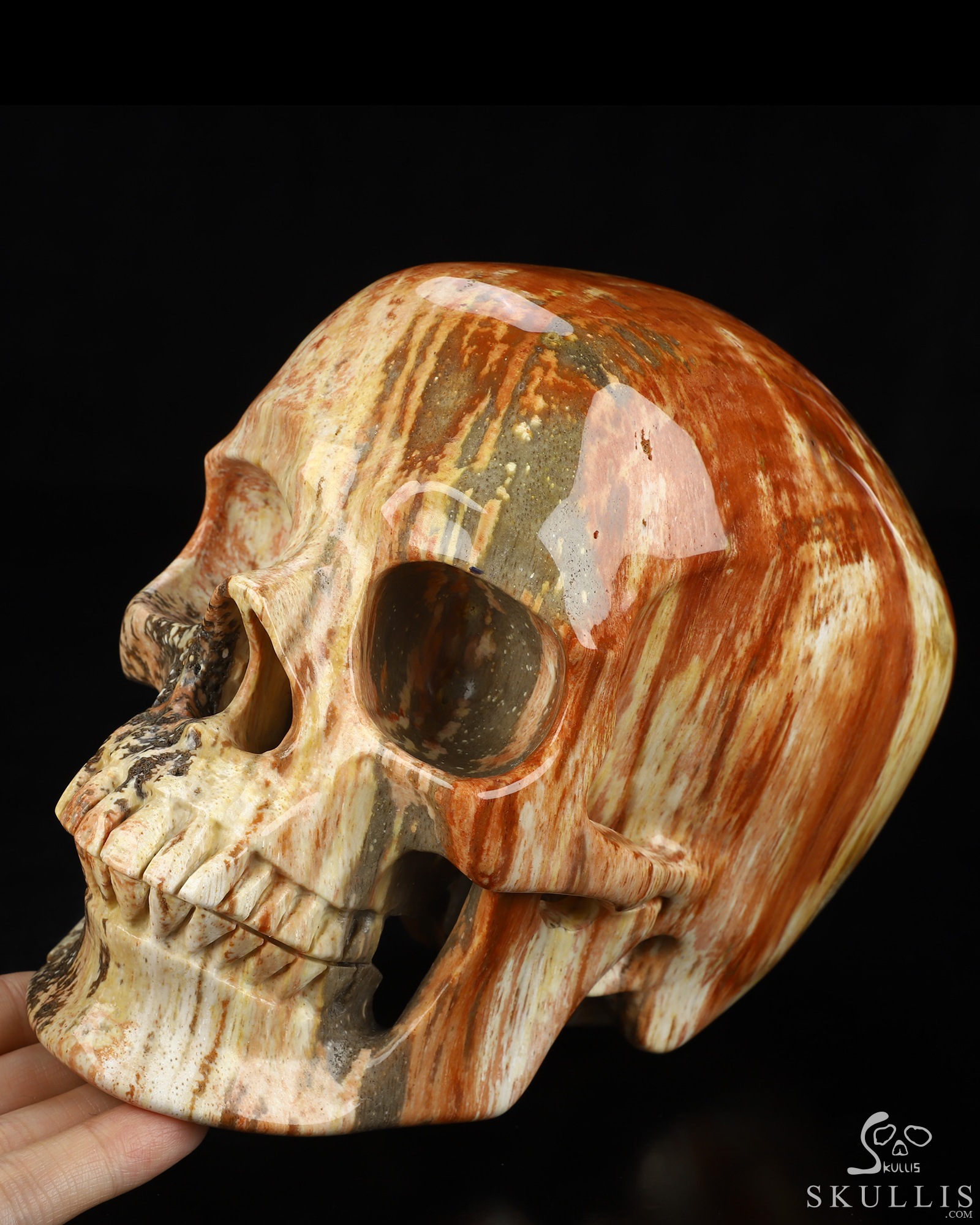 Lifesized 6.8" Petrified Wood Hand Carved Crystal Skull, Super Realistic, Crystal Healing Lifesized 6.8" Petrified Wood Hand Carved Crystal Skull, Super Realistic, Crystal Healing