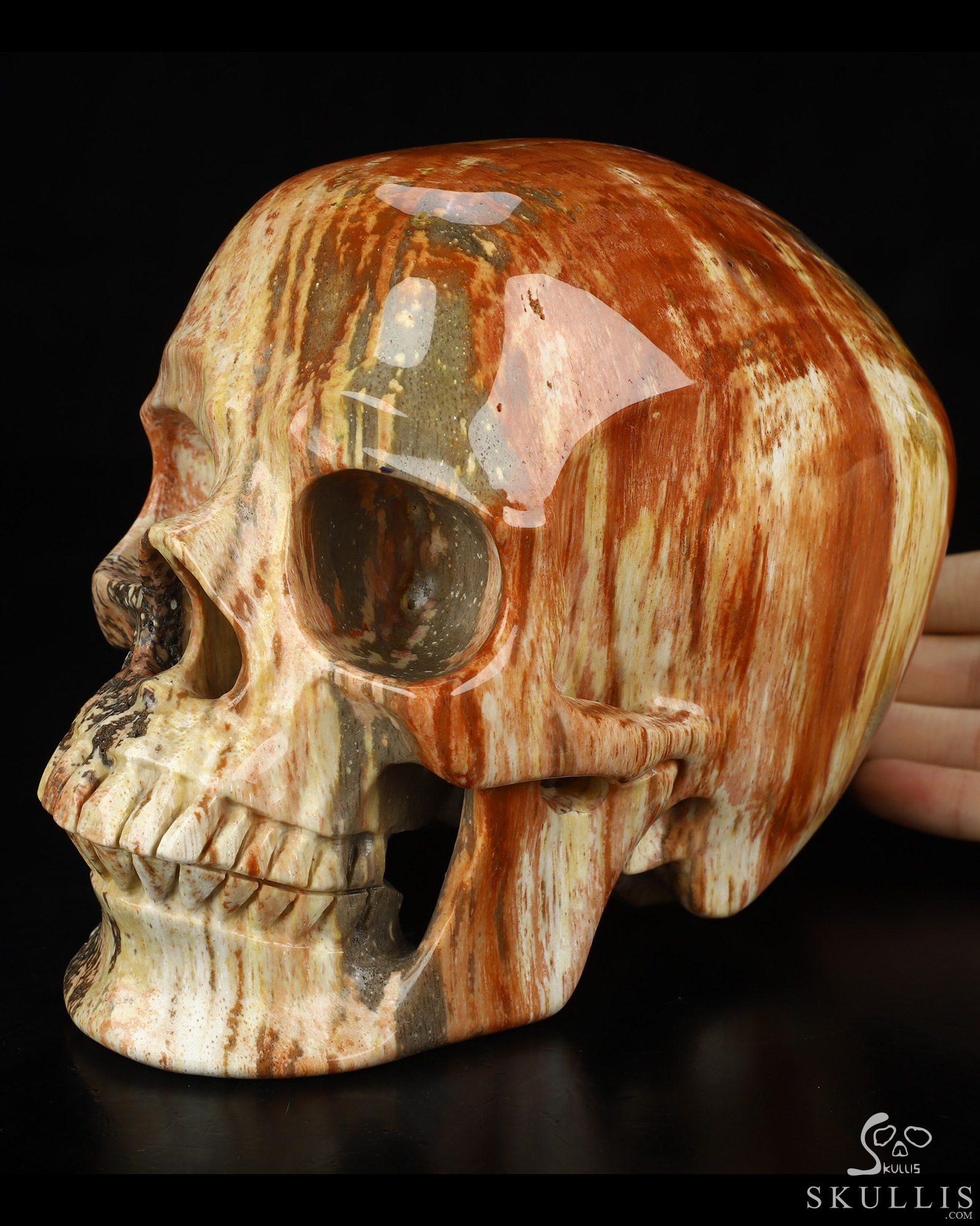Lifesized 6.8" Petrified Wood Hand Carved Crystal Skull, Super Realistic, Crystal Healing Lifesized 6.8" Petrified Wood Hand Carved Crystal Skull, Super Realistic, Crystal Healing