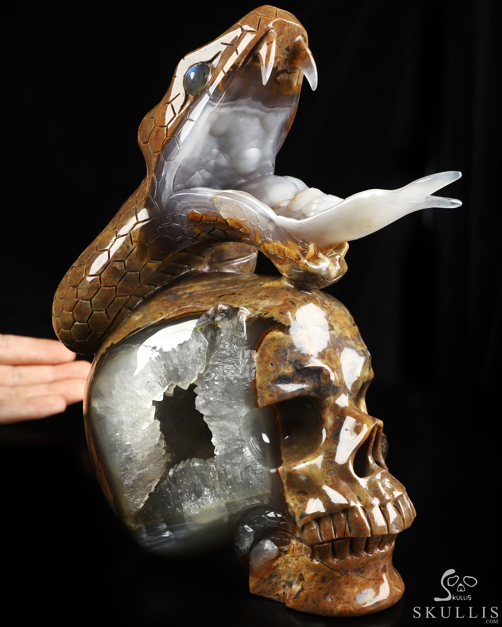 Aug 9, 2026 ACSAD (A Crystal Skull a Day) - The Guardian of Eden - 8.3" Carved Dinosaur Egg Agate Serpent & Crystal Skull Sculpture With Labradorite Eyes, Crystal Healing Aug 9, 2026 ACSAD (A Crystal Skull a Day) - The Guardian of Eden - 8.3" Carved Dinosaur Egg Agate Serpent & Crystal Skull Sculpture With Labradorite Eyes, Crystal Healing