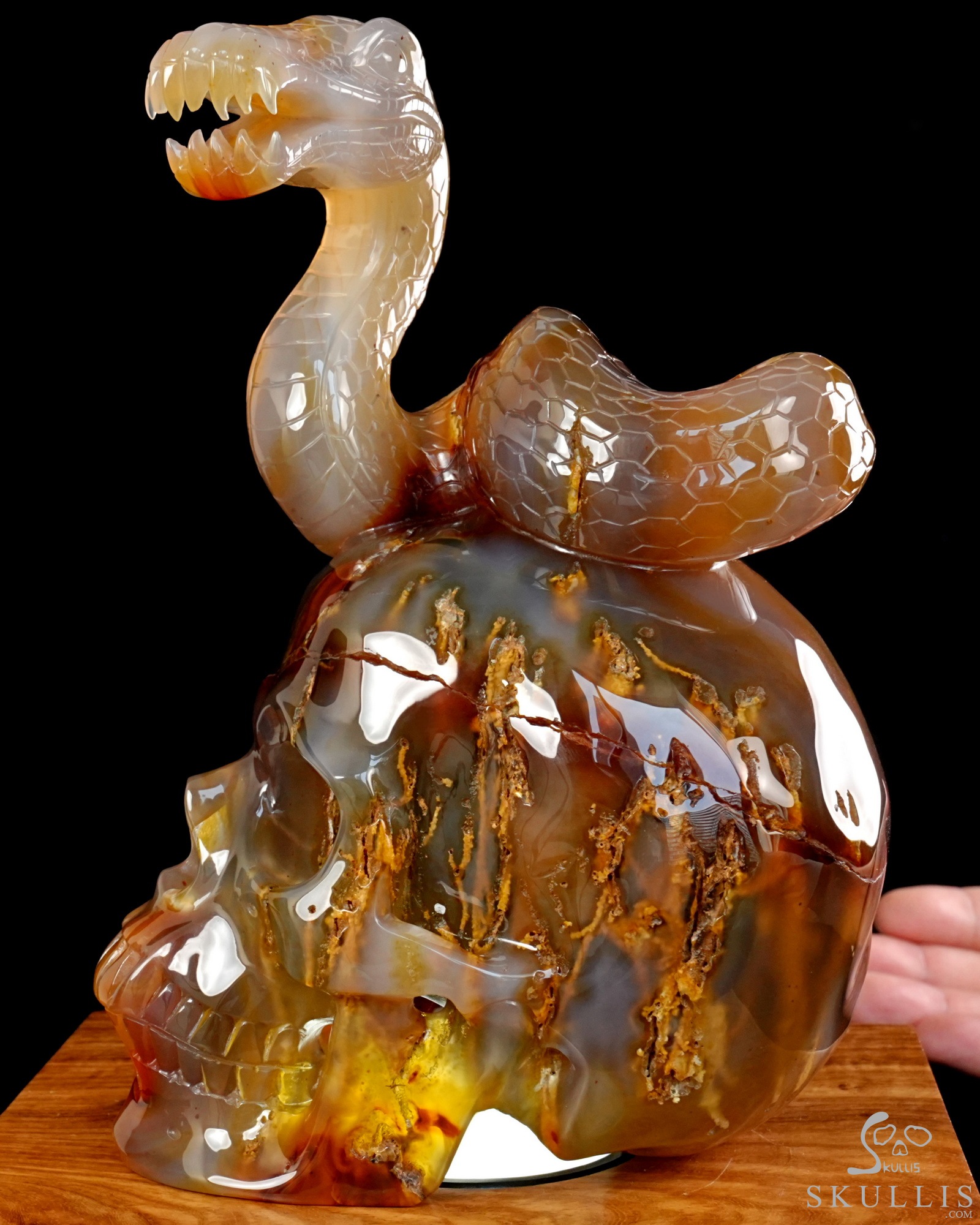 Aug 12, 2026 ACSAD (A Crystal Skull a Day) - Dragonsnake’s Vigil - 7.6" Carnelian Hand Carved Dragonsnake & Crystal Skull Sculpture, Crystal Healing Aug 12, 2026 ACSAD (A Crystal Skull a Day) - Dragonsnake’s Vigil - 7.6" Carnelian Hand Carved Dragonsnake & Crystal Skull Sculpture, Crystal Healing