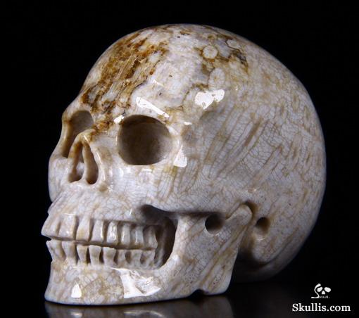 2.5" Coral Fossil Carved Crystal Skull, Realistic 2.5" Coral Fossil Carved Crystal Skull, Realistic