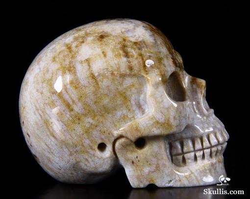 2.5" Coral Fossil Carved Crystal Skull, Realistic 2.5" Coral Fossil Carved Crystal Skull, Realistic