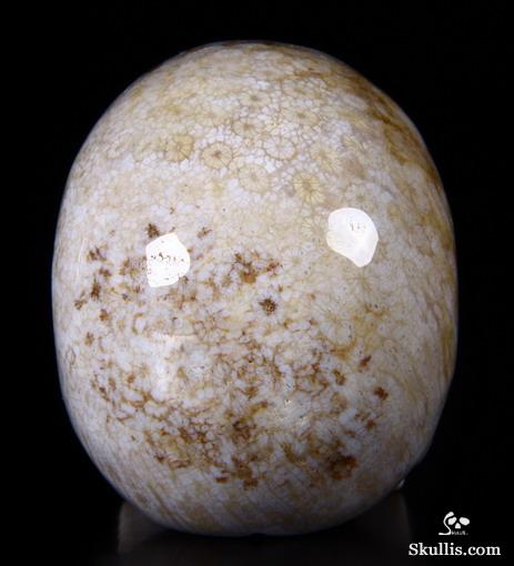 2.5" Coral Fossil Carved Crystal Skull, Realistic 2.5" Coral Fossil Carved Crystal Skull, Realistic