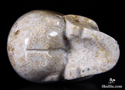 2.5" Coral Fossil Carved Crystal Skull, Realistic 2.5" Coral Fossil Carved Crystal Skull, Realistic
