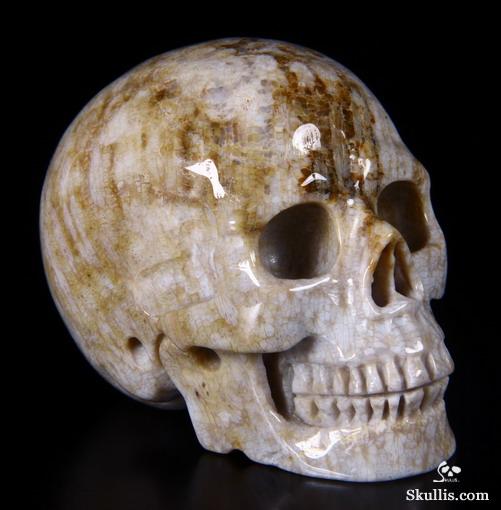 2.5" Coral Fossil Carved Crystal Skull, Realistic 2.5" Coral Fossil Carved Crystal Skull, Realistic