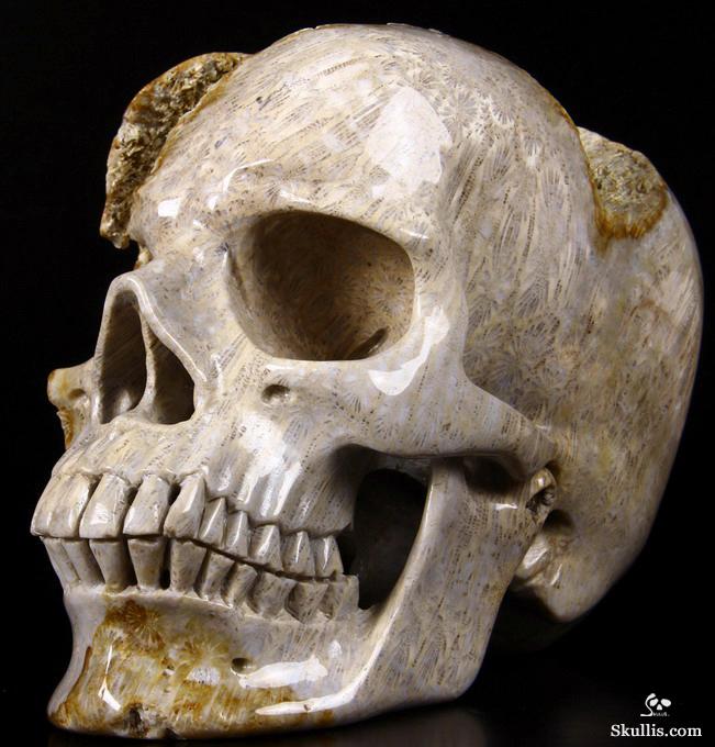 Lifesized 7.2" Coral Fossil Carved Crystal Skull, Realistic Lifesized 7.2" Coral Fossil Carved Crystal Skull, Realistic