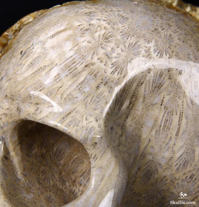 Lifesized 7.2" Coral Fossil Carved Crystal Skull, Realistic Lifesized 7.2" Coral Fossil Carved Crystal Skull, Realistic