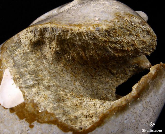 Lifesized 7.2" Coral Fossil Carved Crystal Skull, Realistic Lifesized 7.2" Coral Fossil Carved Crystal Skull, Realistic