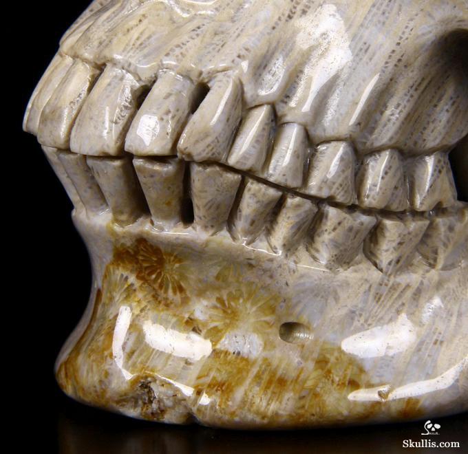 Lifesized 7.2" Coral Fossil Carved Crystal Skull, Realistic Lifesized 7.2" Coral Fossil Carved Crystal Skull, Realistic