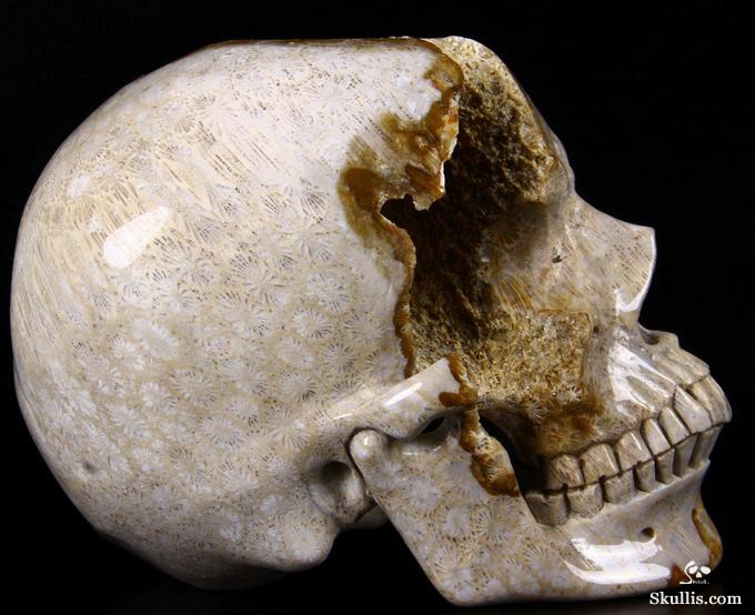Lifesized 7.2" Coral Fossil Carved Crystal Skull, Realistic Lifesized 7.2" Coral Fossil Carved Crystal Skull, Realistic