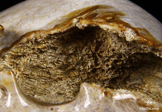 Lifesized 7.2" Coral Fossil Carved Crystal Skull, Realistic Lifesized 7.2" Coral Fossil Carved Crystal Skull, Realistic