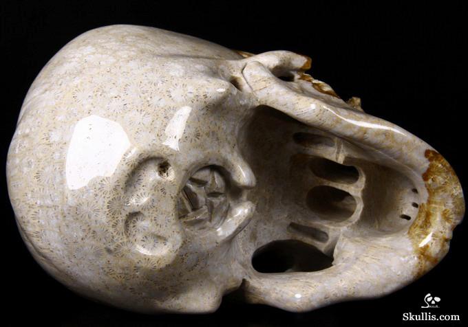 Lifesized 7.2" Coral Fossil Carved Crystal Skull, Realistic Lifesized 7.2" Coral Fossil Carved Crystal Skull, Realistic