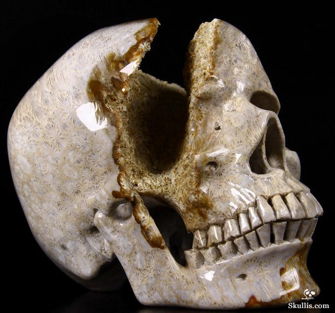 Lifesized 7.2" Coral Fossil Carved Crystal Skull, Realistic Lifesized 7.2" Coral Fossil Carved Crystal Skull, Realistic