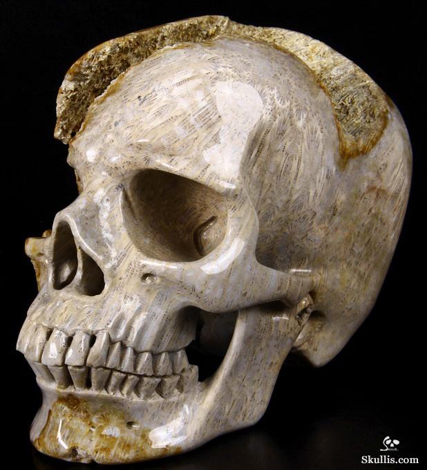 Lifesized 7.2" Coral Fossil Carved Crystal Skull, Realistic Lifesized 7.2" Coral Fossil Carved Crystal Skull, Realistic