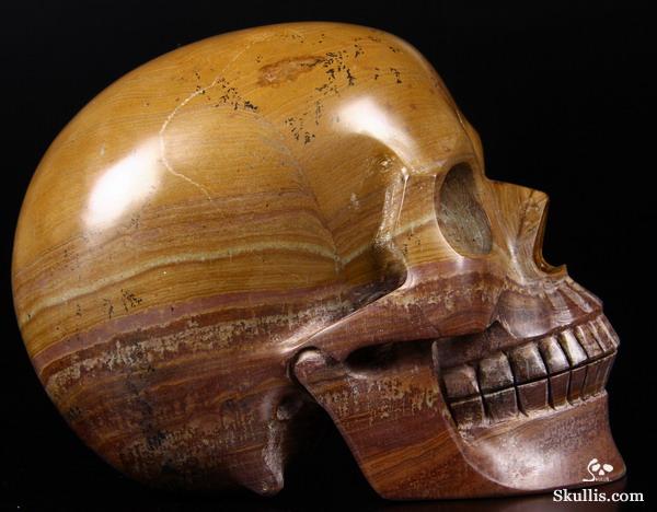 mongolian dinosaur skull