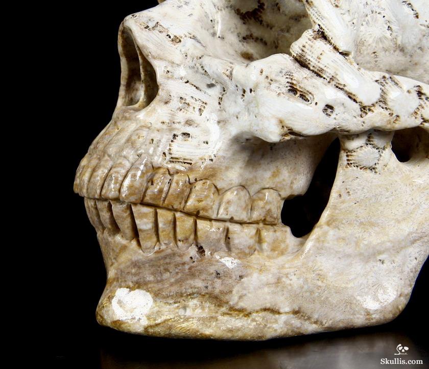 how to get a skull fossil how to get a skull fossil