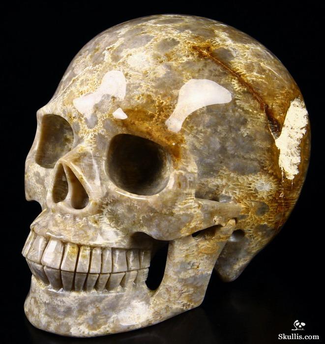 Huge 5.2" Coral Fossil Carved Crystal Skull, Realistic Huge 5.2" Coral Fossil Carved Crystal Skull, Realistic