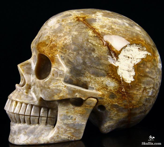 Huge 5.2" Coral Fossil Carved Crystal Skull, Realistic Huge 5.2" Coral Fossil Carved Crystal Skull, Realistic