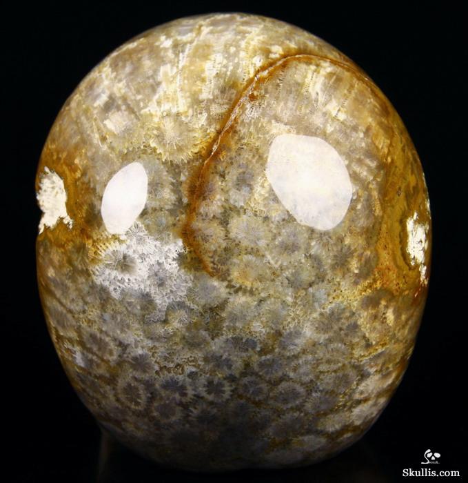 Huge 5.2" Coral Fossil Carved Crystal Skull, Realistic Huge 5.2" Coral Fossil Carved Crystal Skull, Realistic