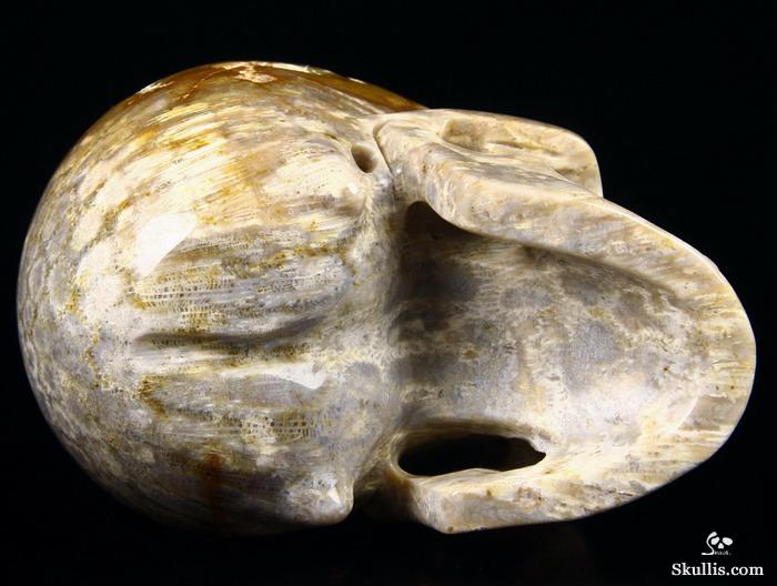 Huge 5.2" Coral Fossil Carved Crystal Skull, Realistic Huge 5.2" Coral Fossil Carved Crystal Skull, Realistic