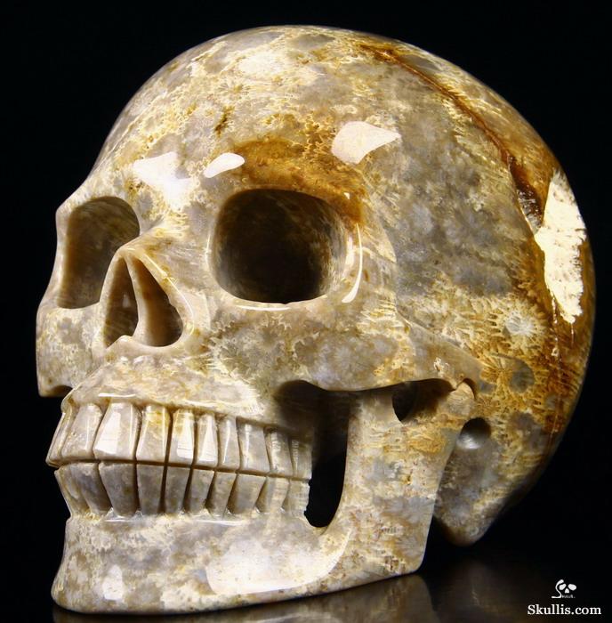 Huge 5.2" Coral Fossil Carved Crystal Skull, Realistic Huge 5.2" Coral Fossil Carved Crystal Skull, Realistic