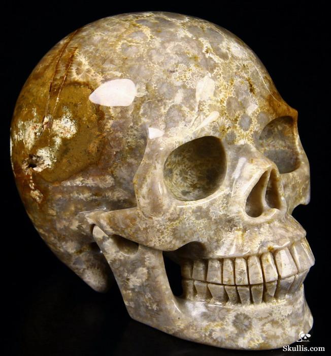 Huge 5.2" Coral Fossil Carved Crystal Skull, Realistic Huge 5.2" Coral Fossil Carved Crystal Skull, Realistic