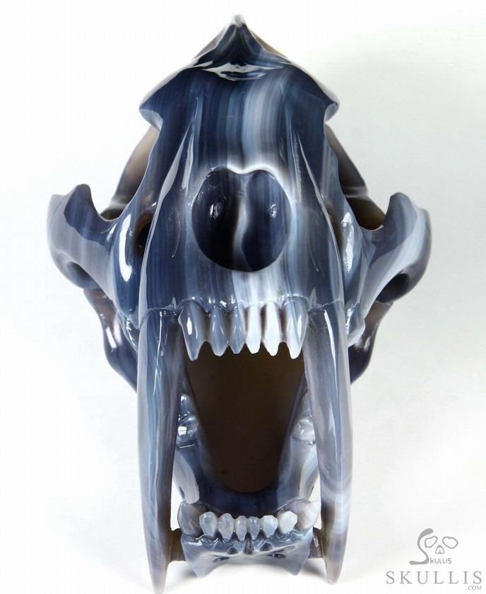 Huge 7.1" Grey & White Agate Carved Crystal Smilodon SABER-TOOTHED Tiger/Cat Skull Huge 7.1" Grey & White Agate Carved Crystal Smilodon SABER-TOOTHED Tiger/Cat Skull