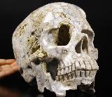 Giant 8.7" Coral Fossil Carved Crystal Skull, Realistic
