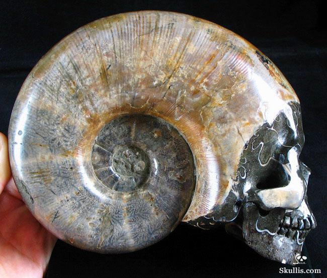 RARE Amazing Rainbows Biggest 6.8" Ammonite Fossil Carved Crystal Skull, Super Realistic 5.2LB, JUST FOR Zeltarah RARE Amazing Rainbows Biggest 6.8" Ammonite Fossil Carved Crystal Skull, Super Realistic 5.2LB, JUST FOR Zeltarah