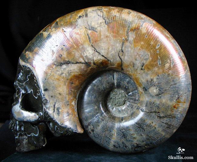 RARE Amazing Rainbows Biggest 6.8" Ammonite Fossil Carved Crystal Skull, Super Realistic 5.2LB, JUST FOR Zeltarah RARE Amazing Rainbows Biggest 6.8" Ammonite Fossil Carved Crystal Skull, Super Realistic 5.2LB, JUST FOR Zeltarah