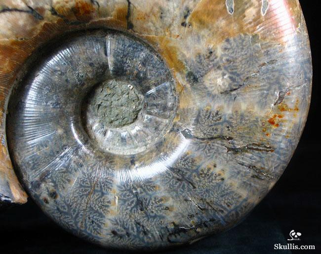 RARE Amazing Rainbows Biggest 6.8" Ammonite Fossil Carved Crystal Skull, Super Realistic 5.2LB, JUST FOR Zeltarah RARE Amazing Rainbows Biggest 6.8" Ammonite Fossil Carved Crystal Skull, Super Realistic 5.2LB, JUST FOR Zeltarah
