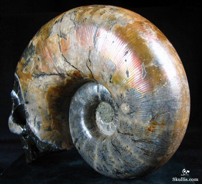 RARE Amazing Rainbows Biggest 6.8" Ammonite Fossil Carved Crystal Skull, Super Realistic 5.2LB, JUST FOR Zeltarah RARE Amazing Rainbows Biggest 6.8" Ammonite Fossil Carved Crystal Skull, Super Realistic 5.2LB, JUST FOR Zeltarah