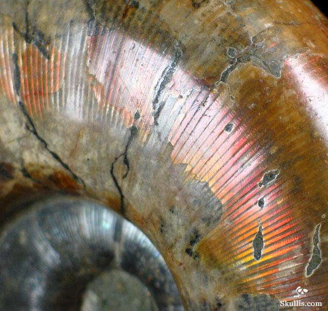 RARE Amazing Rainbows Biggest 6.8" Ammonite Fossil Carved Crystal Skull, Super Realistic 5.2LB, JUST FOR Zeltarah RARE Amazing Rainbows Biggest 6.8" Ammonite Fossil Carved Crystal Skull, Super Realistic 5.2LB, JUST FOR Zeltarah