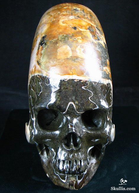 RARE Amazing Rainbows Biggest 6.8" Ammonite Fossil Carved Crystal Skull, Super Realistic 5.2LB, JUST FOR Zeltarah RARE Amazing Rainbows Biggest 6.8" Ammonite Fossil Carved Crystal Skull, Super Realistic 5.2LB, JUST FOR Zeltarah
