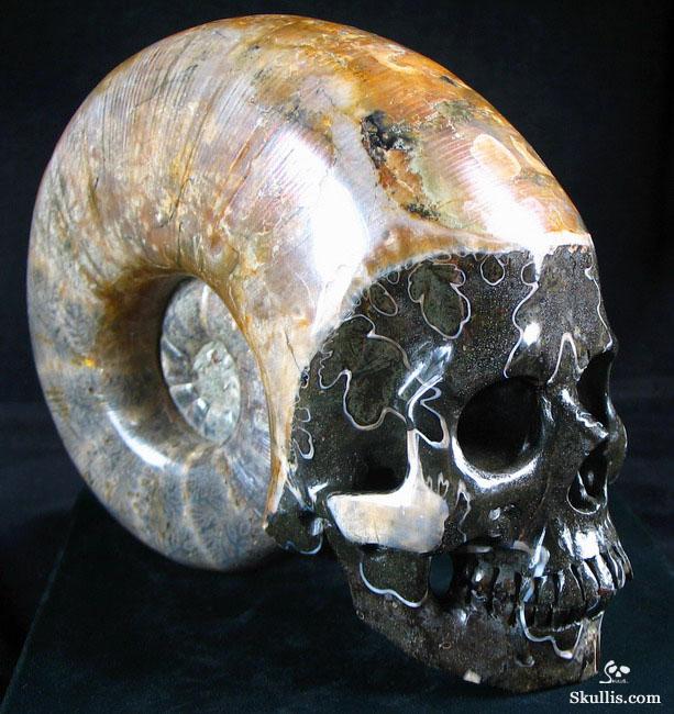 RARE Amazing Rainbows Biggest 6.8" Ammonite Fossil Carved Crystal Skull, Super Realistic 5.2LB, JUST FOR Zeltarah RARE Amazing Rainbows Biggest 6.8" Ammonite Fossil Carved Crystal Skull, Super Realistic 5.2LB, JUST FOR Zeltarah