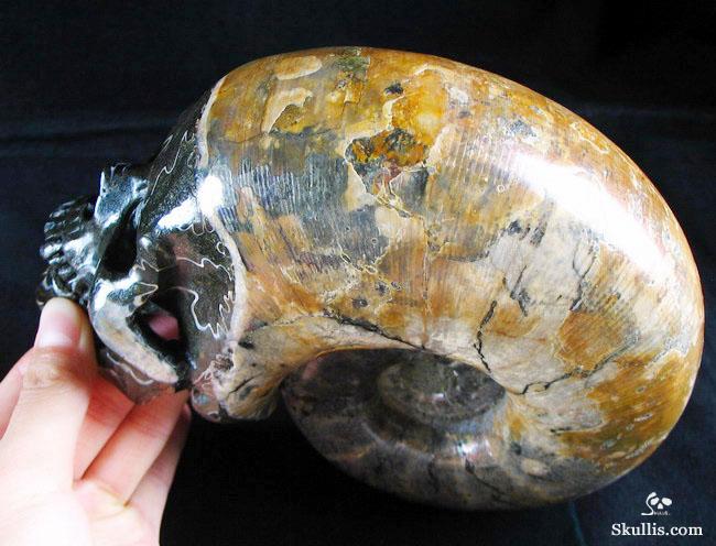 RARE Amazing Rainbows Biggest 6.8" Ammonite Fossil Carved Crystal Skull, Super Realistic 5.2LB, JUST FOR Zeltarah RARE Amazing Rainbows Biggest 6.8" Ammonite Fossil Carved Crystal Skull, Super Realistic 5.2LB, JUST FOR Zeltarah