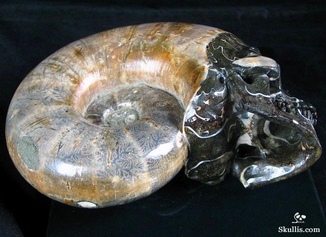 RARE Amazing Rainbows Biggest 6.8" Ammonite Fossil Carved Crystal Skull, Super Realistic 5.2LB, JUST FOR Zeltarah RARE Amazing Rainbows Biggest 6.8" Ammonite Fossil Carved Crystal Skull, Super Realistic 5.2LB, JUST FOR Zeltarah