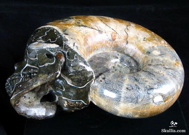 RARE Amazing Rainbows Biggest 6.8" Ammonite Fossil Carved Crystal Skull, Super Realistic 5.2LB, JUST FOR Zeltarah RARE Amazing Rainbows Biggest 6.8" Ammonite Fossil Carved Crystal Skull, Super Realistic 5.2LB, JUST FOR Zeltarah