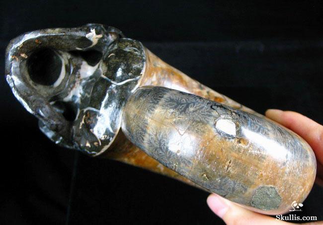 RARE Amazing Rainbows Biggest 6.8" Ammonite Fossil Carved Crystal Skull, Super Realistic 5.2LB, JUST FOR Zeltarah RARE Amazing Rainbows Biggest 6.8" Ammonite Fossil Carved Crystal Skull, Super Realistic 5.2LB, JUST FOR Zeltarah