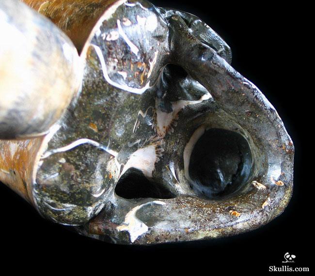 RARE Amazing Rainbows Biggest 6.8" Ammonite Fossil Carved Crystal Skull, Super Realistic 5.2LB, JUST FOR Zeltarah RARE Amazing Rainbows Biggest 6.8" Ammonite Fossil Carved Crystal Skull, Super Realistic 5.2LB, JUST FOR Zeltarah